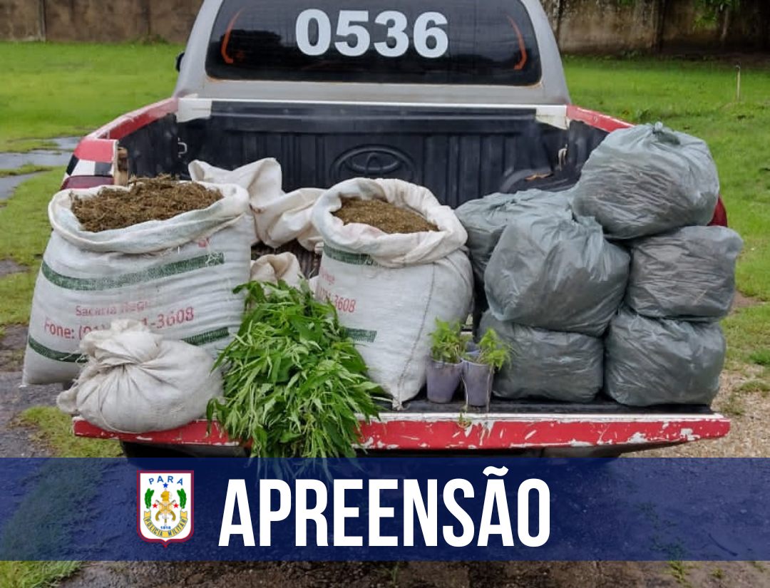 Em Terra Alta, PM apreende 9 mil plantas de cannabis