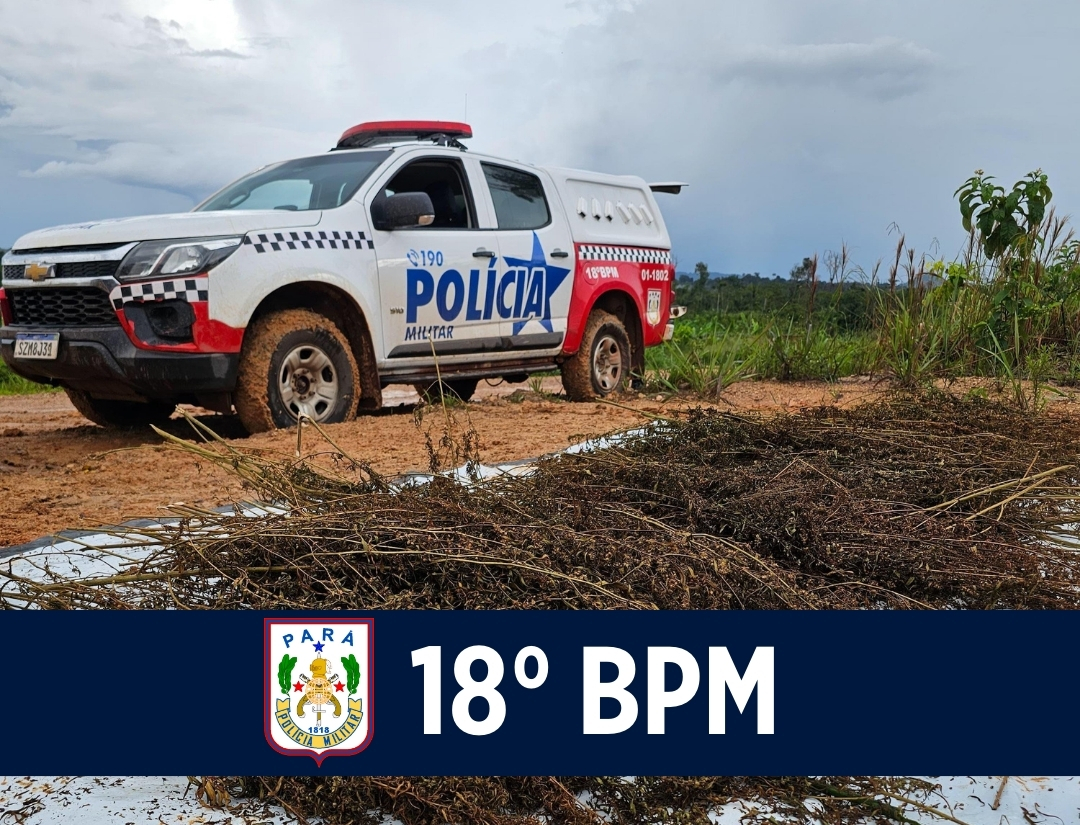 18º BPM realiza operação em área rural e urbana para combater a comercialização da maconha