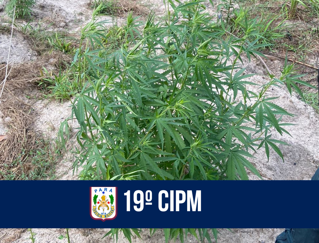 Em Viseu, operação da PM apreende 12 mil pés de maconha