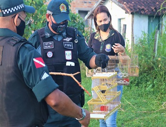 Operação conjunta apreende pássaros silvestres no Marajó