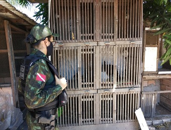 Operação conjunta encontra rinha de galos em Santarém