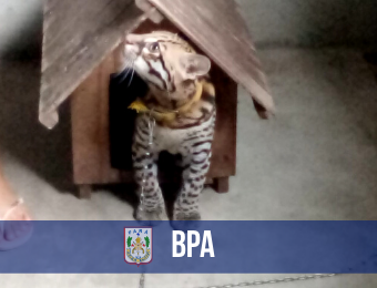 Felino selvagem é resgatado pelo BPA no município de Baião