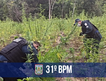 Aproximadamente 500 pés de maconha são apreendidos no Acará