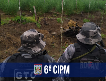 6ª CIPM localiza 25 mil pés de maconha em zona rural de Tailândia