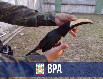 Em apenas um dia, BPA apreende nove animais silvestres em Belém