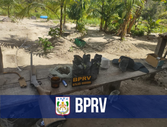 BPRv apreende plantação de maconha e desarticula ponto de preparo da droga