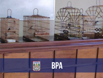 BPA resgata aves engaioladas e prende homem por crime contra a fauna