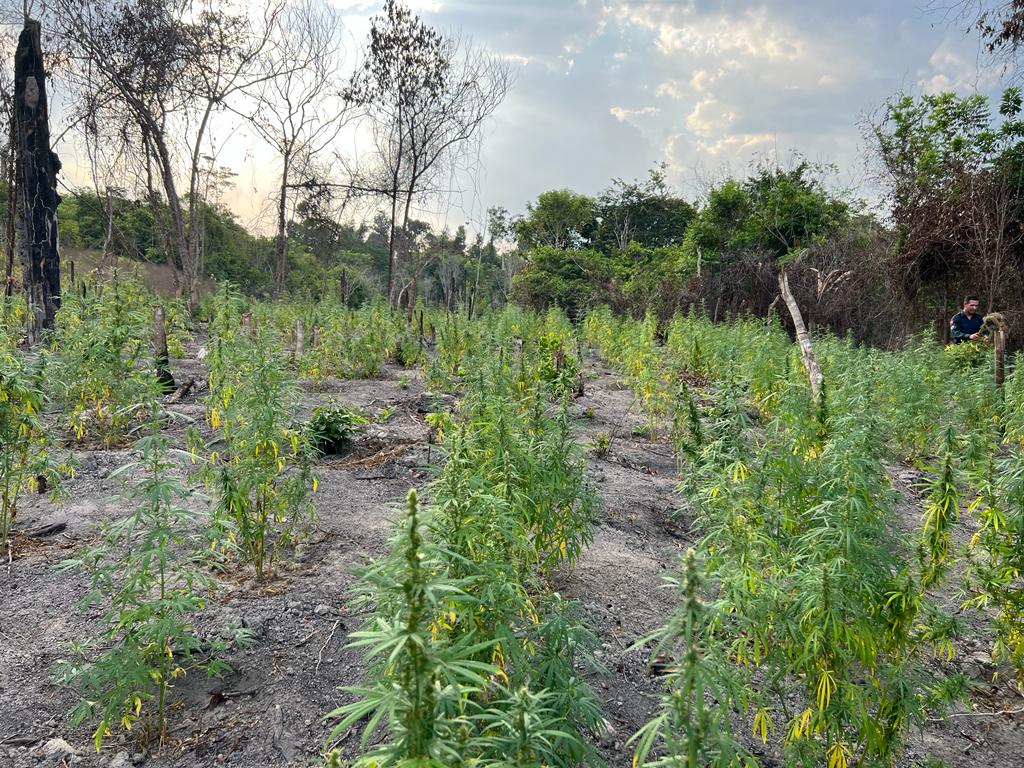 45º BPM 17 10 23 PLANTAÇÃO