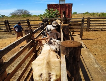 GTO e Polícia Civil recuperam cabeças de gado e prendem suspeitos em Santana do Araguaia  