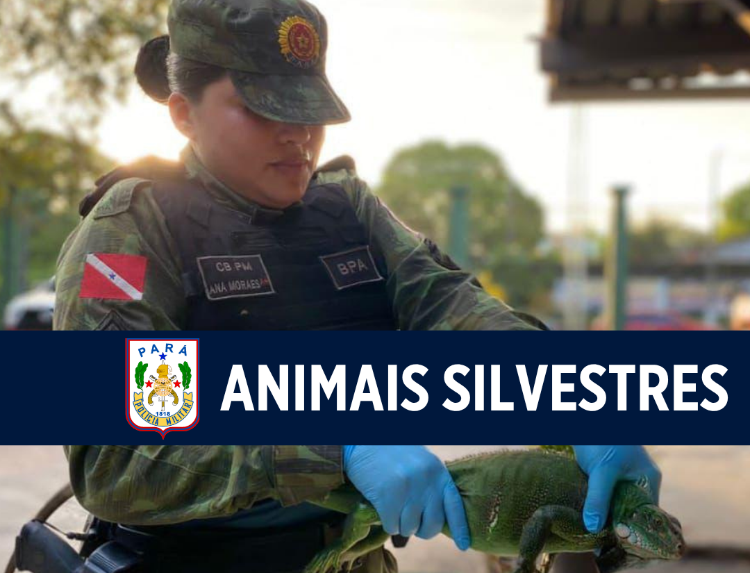 Batalhão de Polícia Ambiental alerta para cuidados com aparecimento de animais silvestres