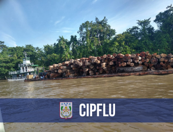 182 toras de madeira são apreendidas em Igarapé-Miri