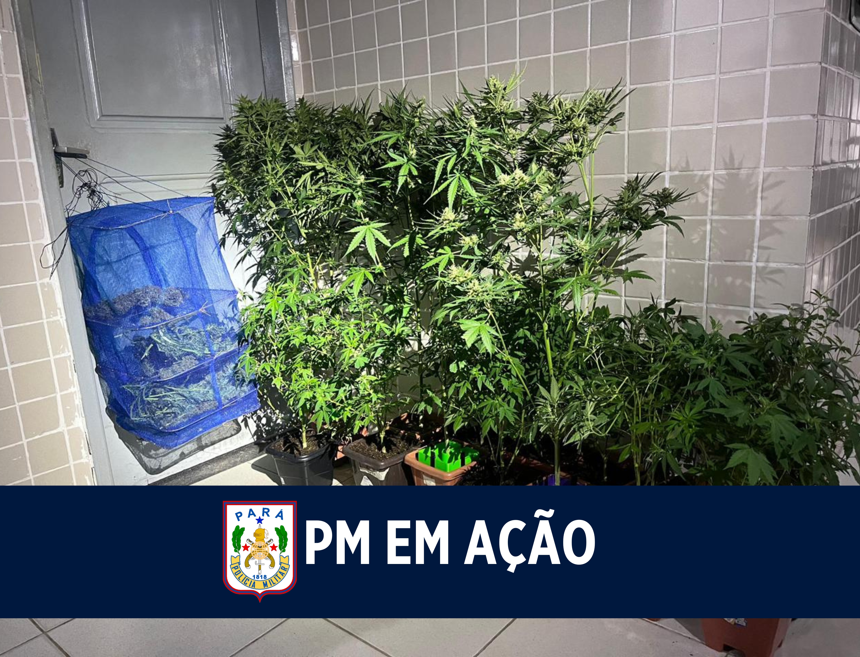 ROTAM prende criminoso por cultivo de entorpecentes em Ananindeua