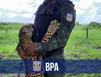 BPA resgata onça pintada em Ipixuna do Pará