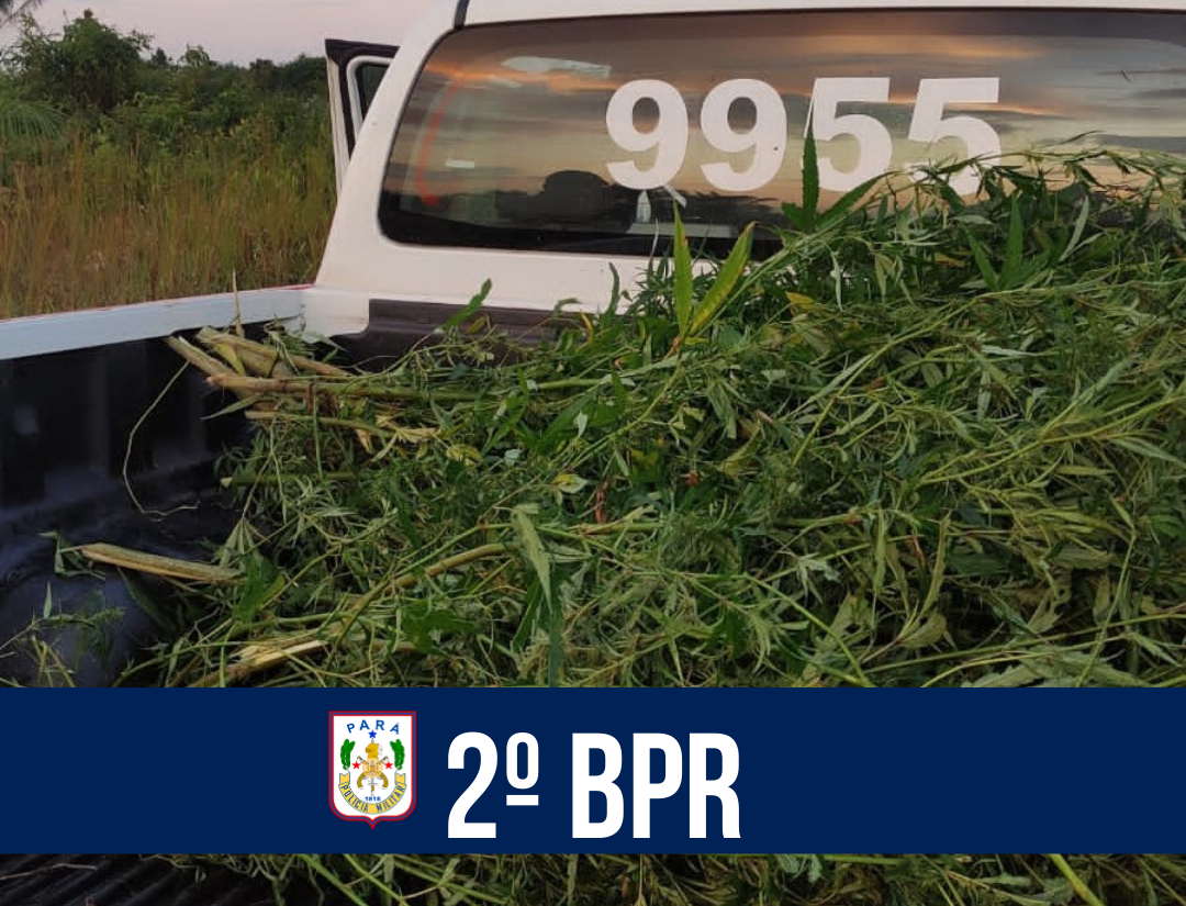 Em Terra Alta, PM apreende cerca de 2 mil pés de maconha