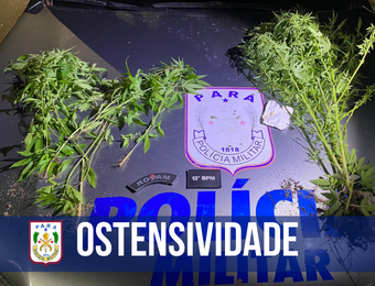 Em plantação de maconha, PM prende homem suspeito de tráfico