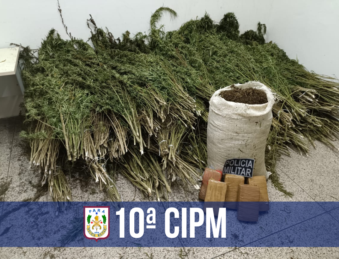 PM apreende mais de 1800 pés de maconha em Nova Esperança do Piriá