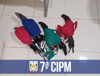 PM apreende galos usados em rinha no município de Novo Progresso