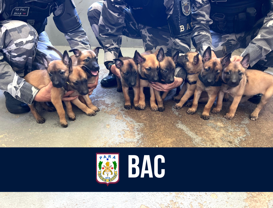 BAC: ninhada com nove filhotes reforça efetivo operacional da PM