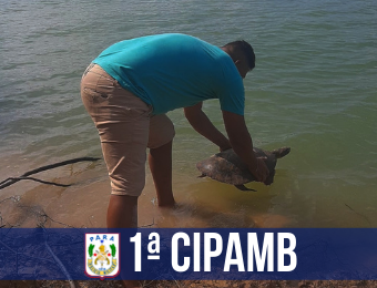 Tartarugas em extinção são resgatadas pela 1ª Cipamb no município de Aveiro