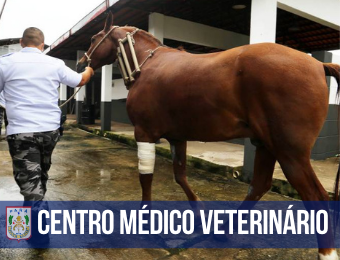 Centro Médico-Veterinário da PM zela pela saúde clínica de cães e cavalos da corporação