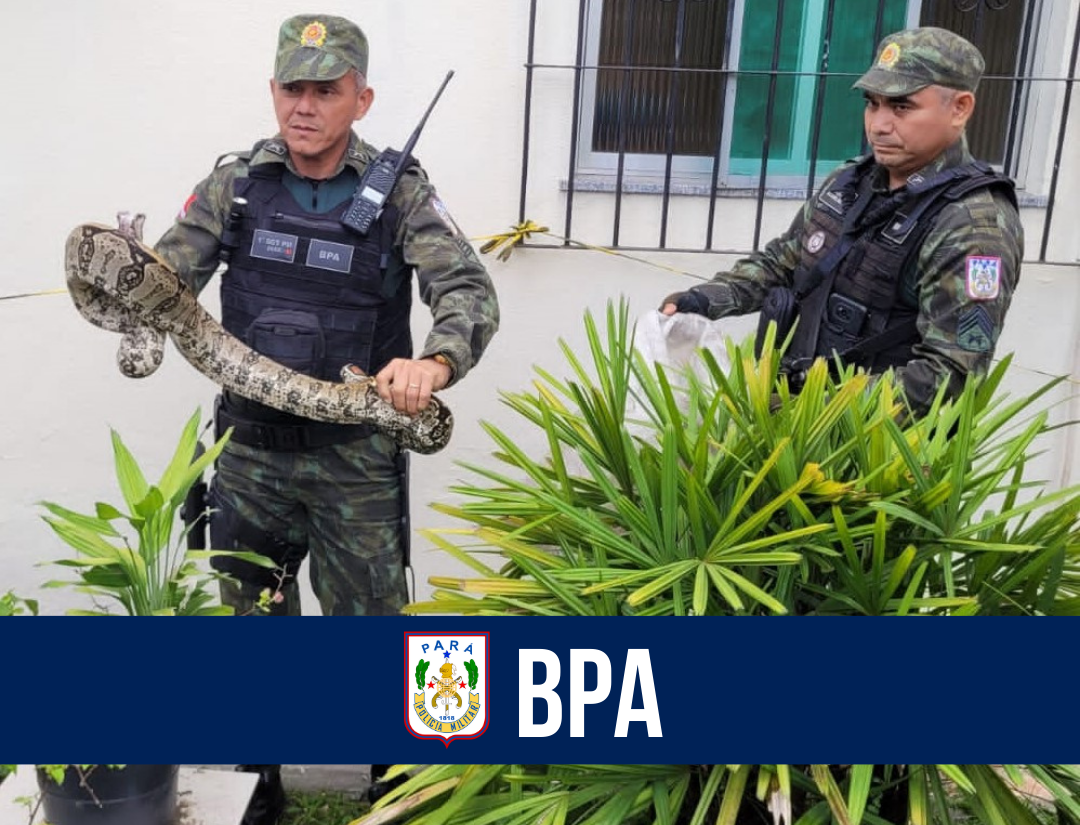 Batalhão de Polícia Ambiental realiza resgate de cobra jiboia em Condomínio