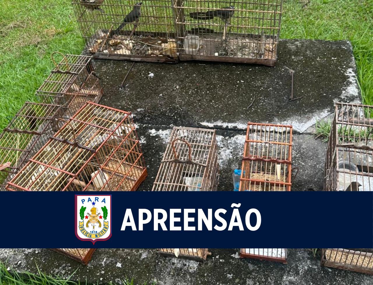 Batalhão de Polícia Ambiental apreende animais silvestres em Santa Izabel