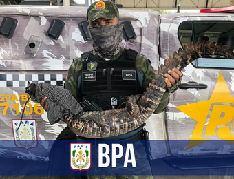 BPA recupera jacaré em prédio da Fab 