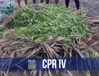 800 pés de maconha são apreendidos e incinerados em Tailândia 