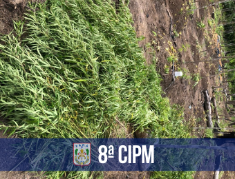 8ª CIPM encontra três plantios de maconha com mais de 15 mil pés