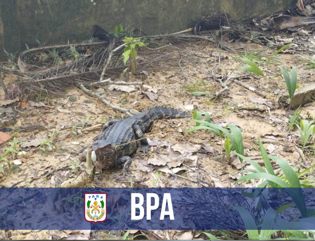 BPA resgata jacaré em unidade escolar de Belém