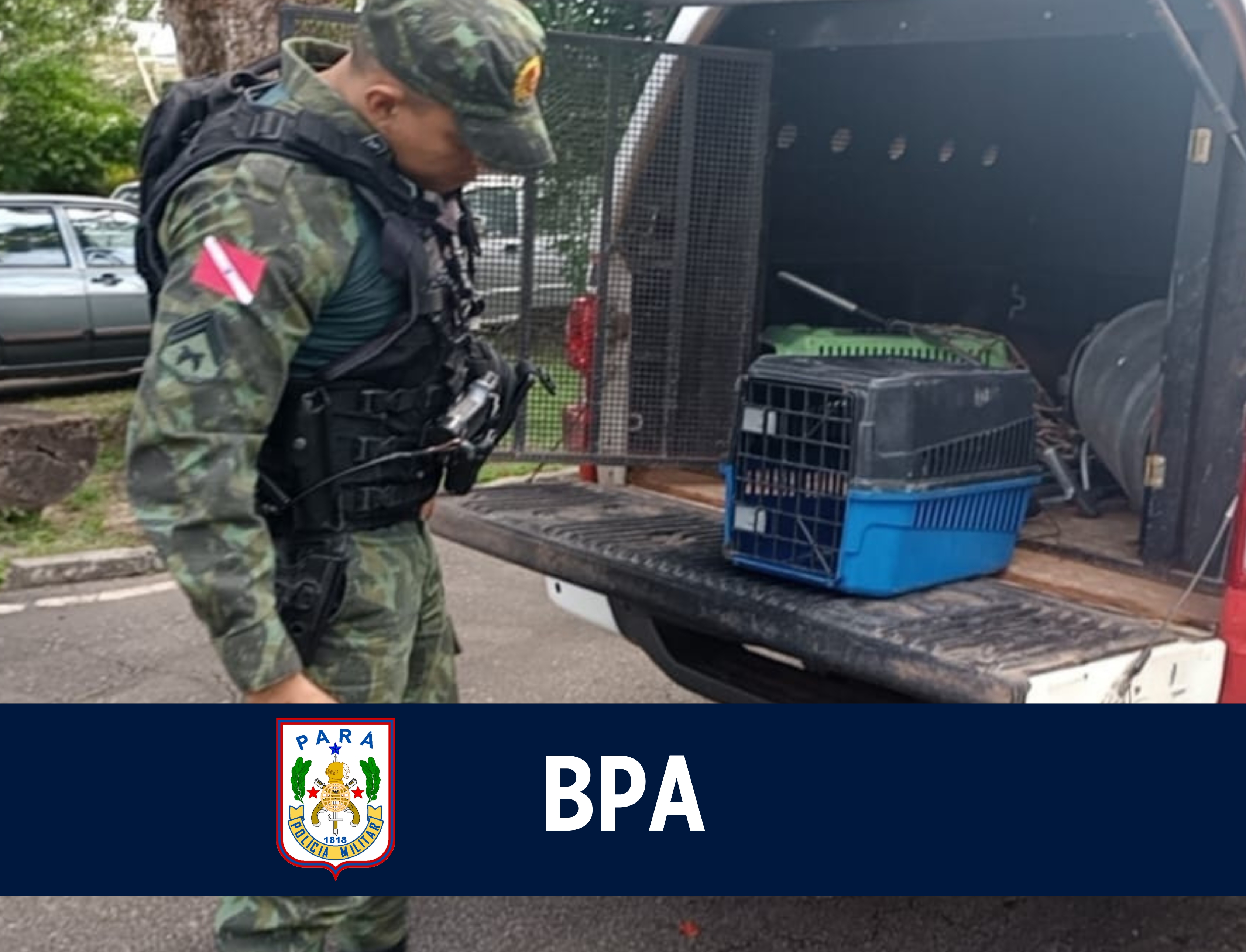 Batalhão Ambiental resgata filhote de Araçari em Ananindeua e reforça ações de proteção à fauna no Pará