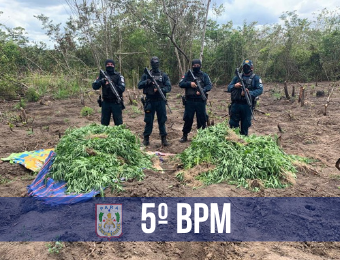 Cerca de 14 mil pés de maconha foram apreendidos pela PM em Terra Alta