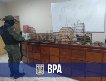 BPA resgata pássaros silvestres em Ananindeua