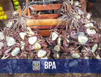 BPA apreende mais de 600 caranguejos à venda durante período de defeso