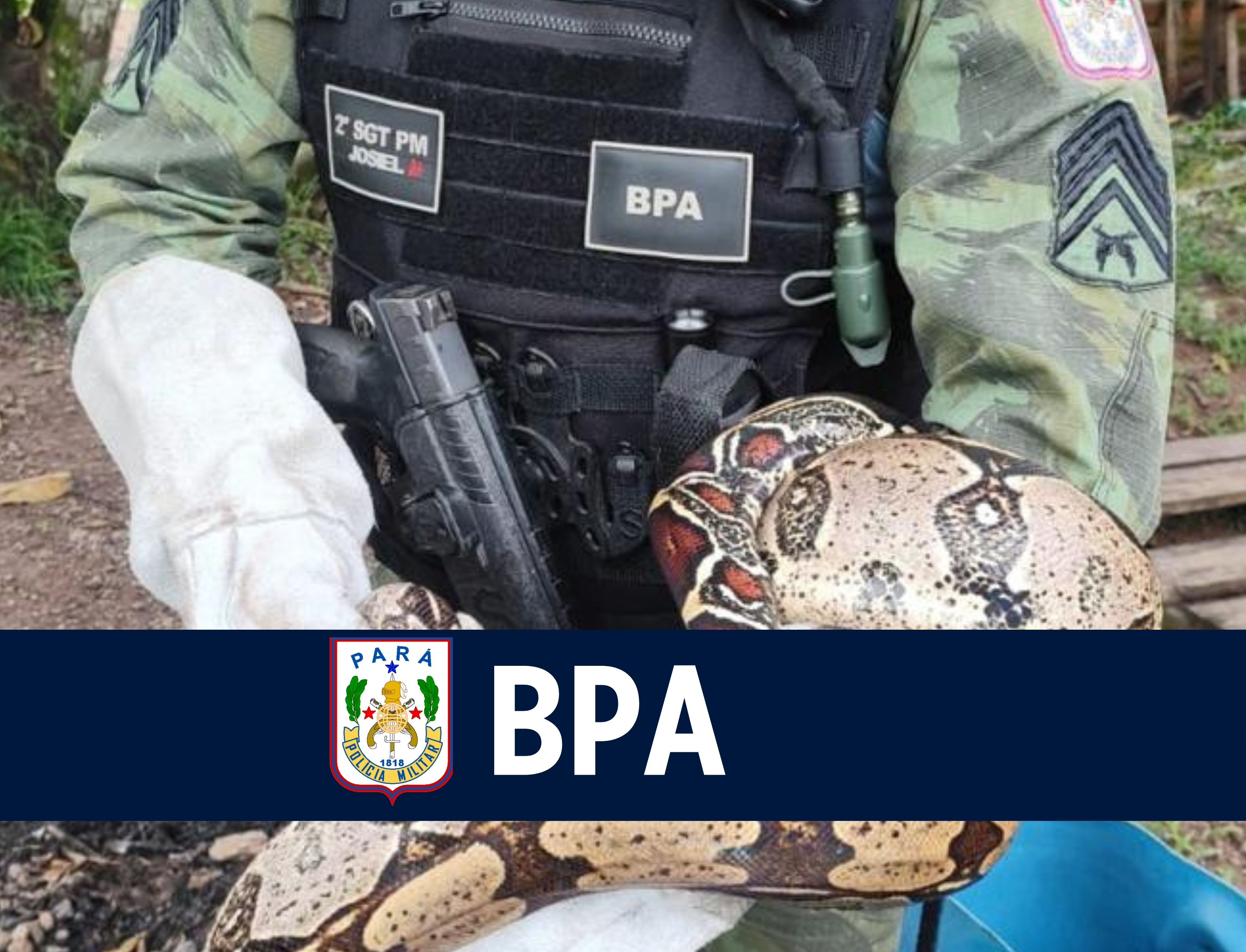 Batalhão de Polícia Ambiental alerta para cuidados com aparecimento de animais silvestres