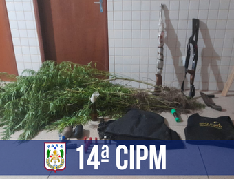 14ª CIPM apreende plantação de maconha e armas em Concórdia do Pará