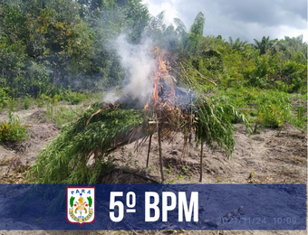 Em Marapanim, 5º BPM flagra plantio com 1200 pés de maconha e apreende duas armas de fogo