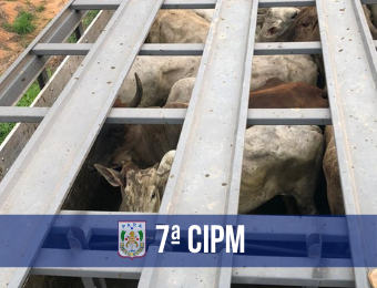 PM recupera 22 cabeças de gado furtadas em Novo Progresso