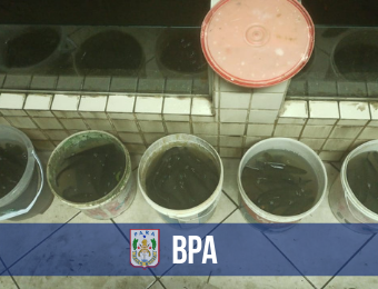 BPA apreende alevinos de pirarucu pescados ilegalmente no Parque do Utinga