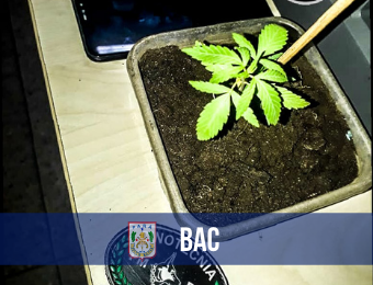 Homem é preso pela PM suspeito de cultivar maconha dentro de casa, em Belém