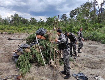 PM apreende cerca de 2700 pés de maconha e prende suspeitos de tráfico em Mojú