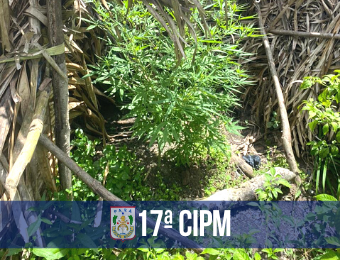 17ª CIPM encontra plantação de maconha dentro de casa abandonada em Rurópolis