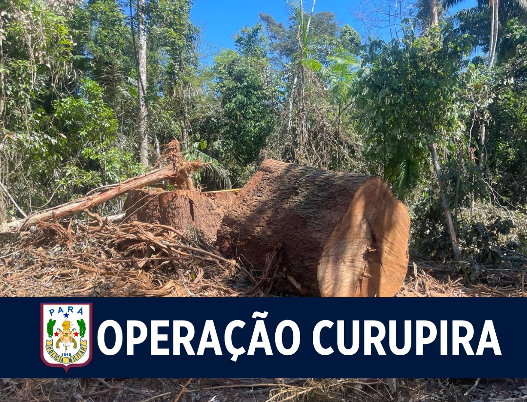 Operação Curupira: Equipes atuam em foco de desmatamento em São Félix do Xingu