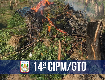 14ª CIPM apreende plantação com cerca de 12 mil pés de maconha na zona rural de Tomé-Açu
