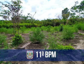 PM prende suspeito de cultivar plantação de maconha em Cachoeira do Piriá