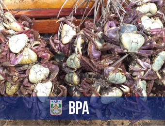 BPA apreende mais 4 mil caranguejos à venda durante período de defeso