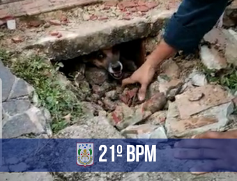 21° BPM resgata cadela que ficou presa num buraco em Marituba 