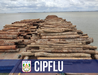 CIPFLU apreende três balsas com aproximadamente 2.500 m³ de madeira irregular em Icoaraci