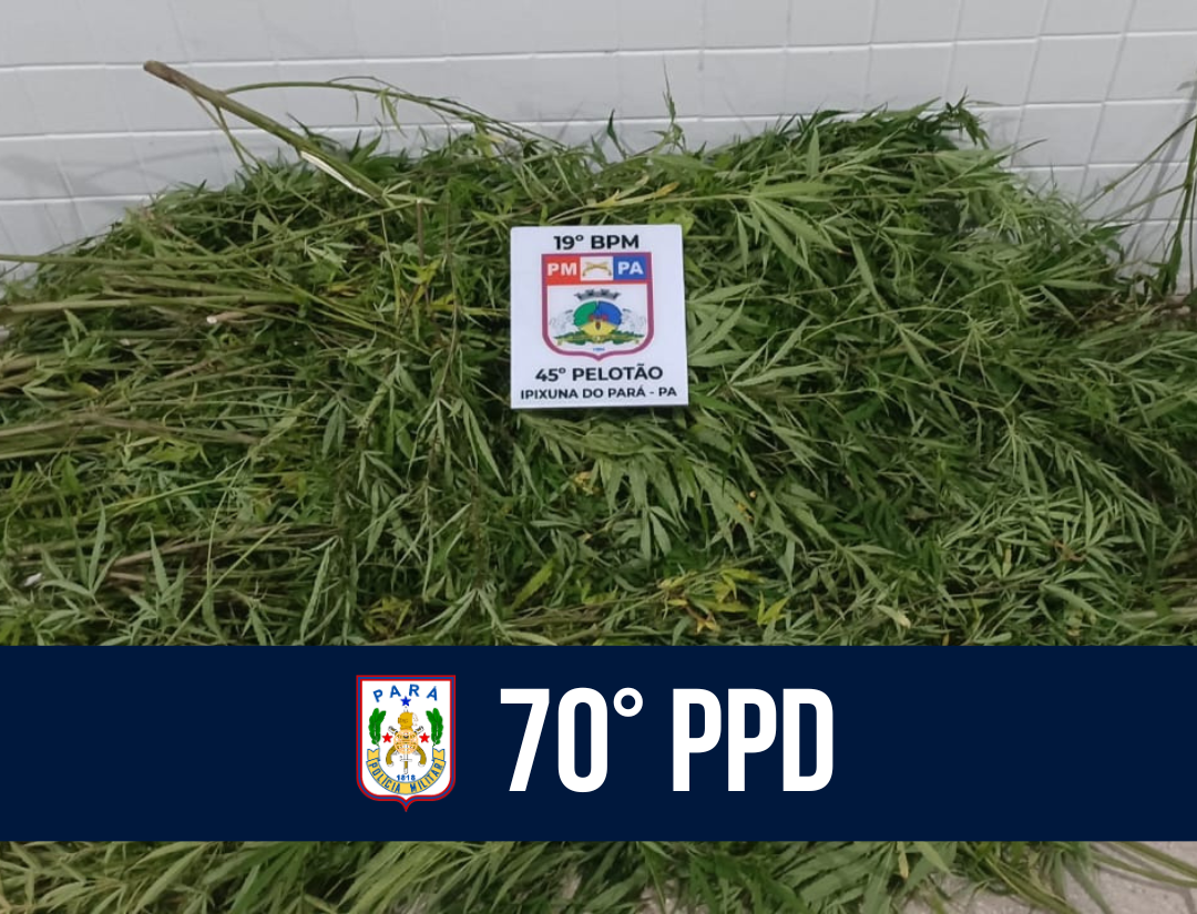 70° PPD descobre plantio de maconha em área remota no Distrito de Canaã