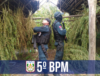 5º BPM flagra plantação de maconha em Terra Alta